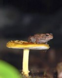 Toad on Toadstool