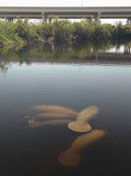 Manatee Pod Crossing under I595