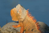 Iguana Headbobbing