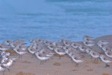 Sanderlings on Delray Beach