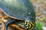 Redbelly Turtle