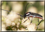 Longhorned Beetle