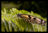 Paper Kite aka Rice Paper Butterfly