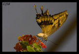 Giant Swallowtail