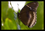 Great Eggfly