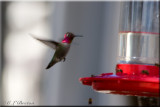 First Hummingbird Visitors