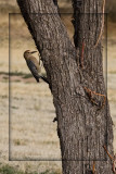 Gila Woodpecker