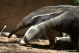 Giant Anteater