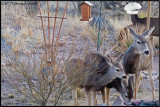 Deer In The Back Yard