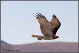 Hawk Flight