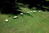 Horse Mushrooms Middlebury 7-4-2008.jpg
