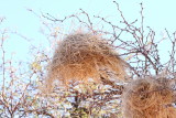 White-browed Sparrow Weaver nests