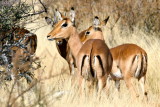 Impala, called fast food because usually an easy kill for predator.  Notice the M on their rears (golden arches)