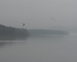 A very foggy day on Lake Maumelle