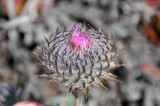 Thistle - DSC_8364.jpg