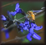honeybee