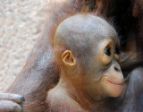 Baby Orangatang, Carolina Zoo