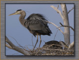 GBH: Fluffed Up on a Cold Morning.