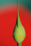 Ready to Open