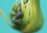 Purple Detail