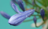 The First Petal has Sprung