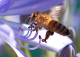 Chocolate Eating Bee
