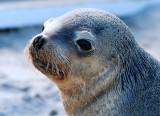 Sea Lion Pup Up Close