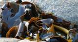 Glistening Kelp