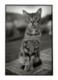 Le Chat ...de lAiguille dEtretat    (FB Warm Tone Print)