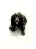 Le chien_Tirage.bmp