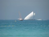DHOW SAILING - PICTURE BY SHAHER BANO
