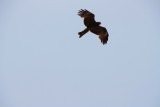 My first shot of a Bird flying