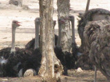 OSTRICH IN RAS AS KHAIMAH