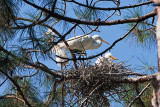 Rookery_cbarbour_MG_0765.jpg