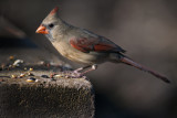 Red Bird (2)