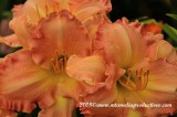 daylily262.jpg