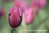 tulips88.jpg