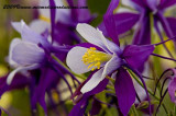 aquilegia24.jpg