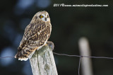 shortearedowl.jpg