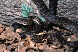 <i>Epicrates striatus</i><br>captive
