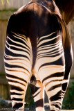 <b>Okapi</b><br><i>Okapia johnstoni</i><br>Houston Zoo