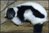 <b>Black-and-White Ruffed Lemur</b><br><i>Varecia variegata</i>