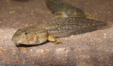<i>Lithobates berlandieri</i><br>Rio Grande Leopard Frog<br>tadpole