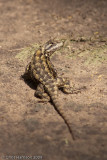 <i>Sceloporus olivaceus</i><br>Texas Spiny Lizard