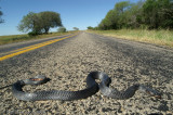 <i>Drymarchon melanurus erebennus</i><br>Texas Indigo Snake