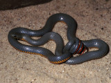 <i>Diadophis punctatus regalis</i><br>Regal Ringneck Snake