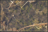 <i>Rana draytoni</i><br>California Red-legged Frog tadpoles<br>tadpole