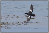 Pigeon Guillemot