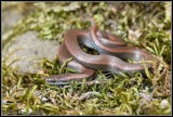 <i>Contia tenuis</i><br>Sharp-tailed Snake