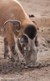 <b>Red River Hog</b><br><i>Potamochoerus porcus</i><br>Houston Zoo